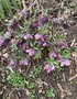 vignette Helleborus orientalis 'Nigra' - Hellebore noire