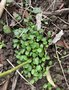 vignette Helleborus orientalis 'Nigra' - Hellebore noire