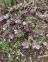 vignette Helleborus orientalis 'Nigra' - Hellebore noire