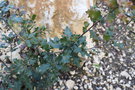 vignette Quercus vaseyana / Fagaceae / Texas, Nord-est Mexique