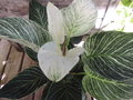 vignette Philodendron 'White Green' '
