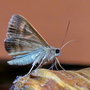vignette Papillon (Trigonodes hyppasia)