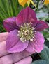 vignette Helleborus (x) glandorfensis Ice N'Roses' Red  - Rose de Nol