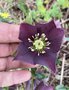 vignette Helleborus orientalis 'Nigra' - Hellebore noire