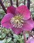 vignette Helleborus (x) glandorfensis Ice N'Roses' Red  - Rose de Nol