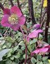 vignette Helleborus (x) glandorfensis Ice N'Roses' Red  - Rose de Nol