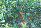 vignette Citrus sinensis (oranger)