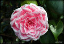 vignette Camélia ' TOM THUMB '  camellia japonica . origine USA 1964  ou  TOM POUCE '