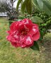 vignette Camellia japonica 