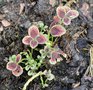 vignette Trifolium repens 'Clover Chocolate' - Trfle