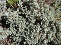 vignette Tanacetum densum ssp amani