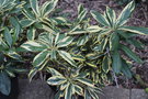vignette Rhododendron 'Thorian'