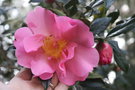 vignette Camellia x williamsii 'Mary Phoebe Taylor'