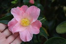 vignette Camellia japonica cv.