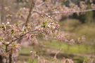 vignette Prunus cv.