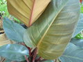 vignette Philodendron 'Congo Rojo'