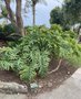 vignette Philodendron selloum = Philodendron bipinnatifidum