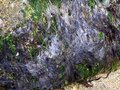 vignette 1re session 19-03-22  la SHBL  la dcouverte des algues  Brignogan