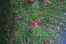 vignette Grevillea juniperina / Proteaceae / sud-est Australie
