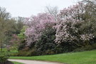 vignette Prunus 'Accolade' & Magnolia cv.