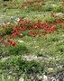 vignette Anemone hortensis