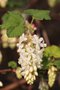 vignette Ribes sanguineum  White Icicle