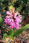 vignette Hyacinthus orientalis 'Pink Pearl'