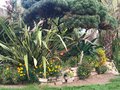 vignette Pinus nain, Phormium & girofles