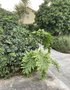 vignette Philodendron selloum = Philodendron bipinnatifidum