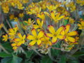 vignette Primula vulgaris 'Oakleaf Yellow Picotee'