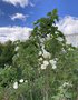 vignette Abutilon vitifolium 'Album' = Corynabutilon vitifolium 'Album' - Abutilon Blanc