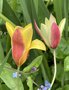 vignette Tulipa clusiana var chrysantha et Tulipa clusiana f. diniae