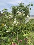 vignette Abutilon vitifolium 'Album' = Corynabutilon vitifolium 'Album'