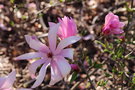 vignette Magnolia 'Randy'