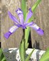 vignette Iris cristata