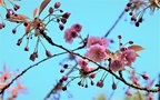 vignette Prunus fleurs roses doubles