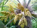 vignette Trachycarpus princeps, floraison mle