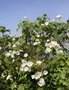 vignette Abutilon vitifolium 'Album' = Corynabutilon vitifolium 'Album' - Blanc