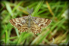 vignette Phalne picote mle  ( Ematurga atomaria )  papillon vu  Bruz , Bretagne , le 02 05 1022