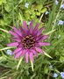 vignette Tragopogon porrifolius - Salsifis cultiv