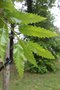 vignette Quercus castaneifolia 'Green Spire'