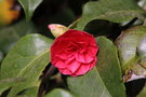 vignette Camellia japonica 'Coquetti'