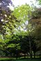 vignette Quercus rubra 'Sunshine'