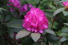 vignette Rhododendron cv.
