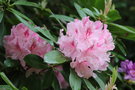 vignette Rhododendron 'Pink Pearl' aff.