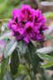 vignette Rhododendron 'Purple Splendour'