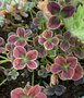 vignette Trifolium repens 'Clover Chocolate' - Trfle