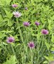 vignette Tragopogon porrifolius - Salsifis cultiv