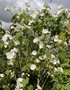 vignette Abutilon vitifolium 'Album' = Corynabutilon vitifolium 'Album' - Abutilon Blanc