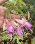 vignette Fuchsia 'Blue Sarah' - Fuchsia